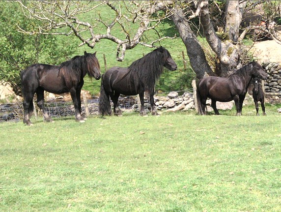 Scales Farm Fell Ponies